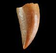 Serrated, Raptor Tooth - Morocco #73589-1